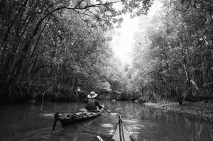 Kayaking the Mangroves, Ranong, Thailand
