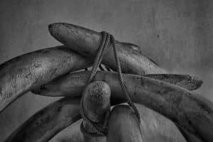 kly, mammoth, exhibit, prehistory