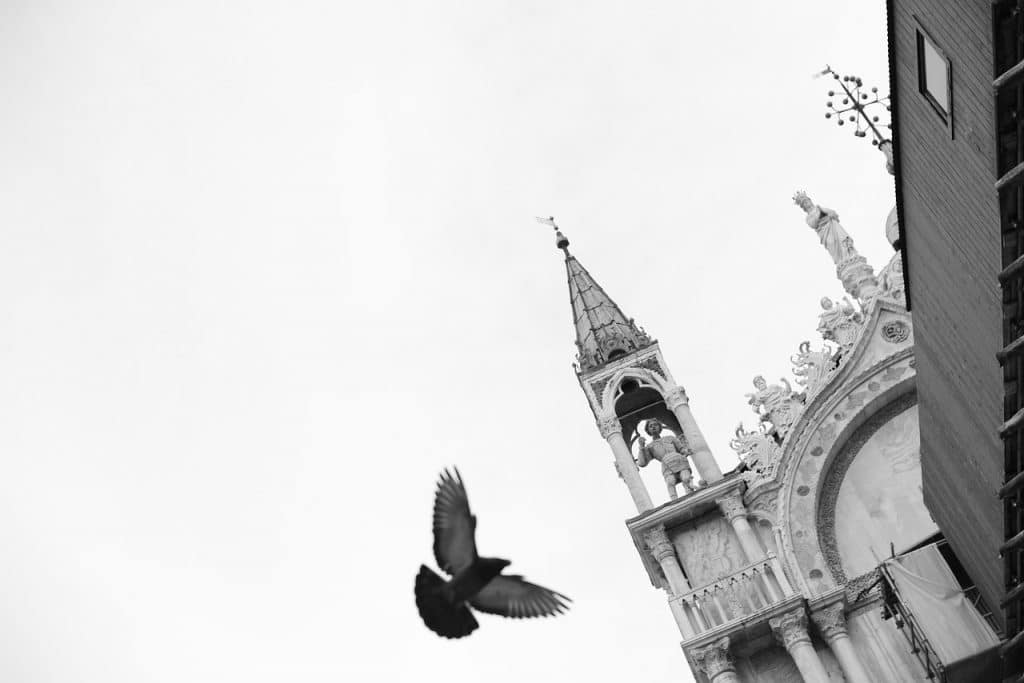 venice, venedig, pigeons, pigeon, markusplatz, venetian, vacation, italian