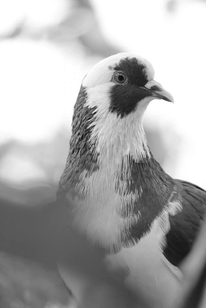 bird, black and white, nature, animal, pigeons